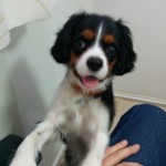 犬, Dog, トライカラー, Tricolor, キャバリア, Cavalier King Charles Spaniel, ジロ, Jiro,