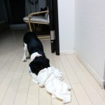 犬, Dog, トライカラー, Tricolor, キャバリア, Cavalier King Charles Spaniel, ジロ, Jiro,