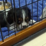 犬, Dog, トライカラー, Tricolor, キャバリア, Cavalier King Charles Spaniel, ジロ, Jiro, 子犬