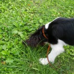 犬, Dog, トライカラー, Tricolor, キャバリア, Cavalier King Charles Spaniel, ジロ, Jiro, 北の丸公園