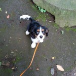 犬, Dog, トライカラー, Tricolor, キャバリア, Cavalier King Charles Spaniel, ジロ, Jiro, 北の丸公園