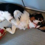 犬, Dog, トライカラー, Tricolor, キャバリア, Cavalier King Charles Spaniel, ジロ, Jiro,