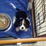 犬, Dog, トライカラー, Tricolor, キャバリア, Cavalier King Charles Spaniel, ジロ, Jiro, 子犬