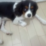 犬, Dog, トライカラー, Tricolor, キャバリア, Cavalier King Charles Spaniel, ジロ, Jiro,