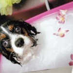 犬, Dog, トライカラー, Tricolor, キャバリア, Cavalier King Charles Spaniel, ジロ, Jiro, ルミエール, シャンプー