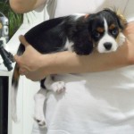 犬, Dog, トライカラー, Tricolor, キャバリア, Cavalier King Charles Spaniel, ジロ, Jiro,