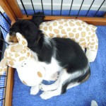 犬, Dog, トライカラー, Tricolor, キャバリア, Cavalier King Charles Spaniel, ジロ, Jiro, 子犬