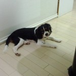 犬, Dog, トライカラー, Tricolor, キャバリア, Cavalier King Charles Spaniel, ジロ, Jiro,