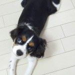 犬, Dog, トライカラー, Tricolor, キャバリア, Cavalier King Charles Spaniel, ジロ, Jiro,