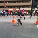 犬, Dog, トライカラー, Tricolor, キャバリア, Cavalier King Charles Spaniel, ジロ, Jiro, 東京マラソン