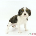 犬, Dog, トライカラー, Tricolor, キャバリア, Cavalier King Charles Spaniel, ジロ, Jiro, コジマ, 子犬
