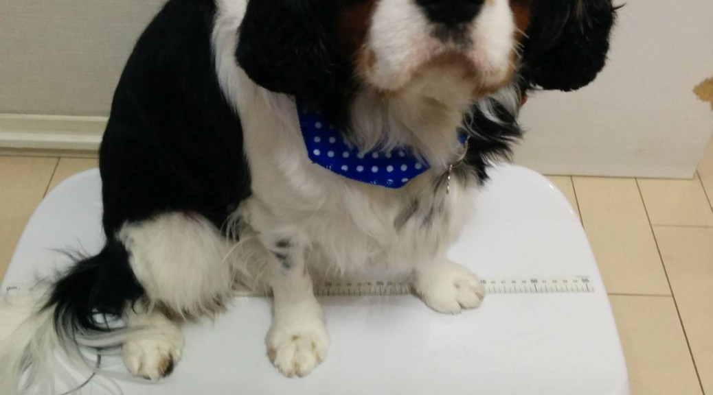 犬, Dog, トライカラー, Tricolor, キャバリア, Cavalier King Charles Spaniel, ジロ, Jiro, 体重測定