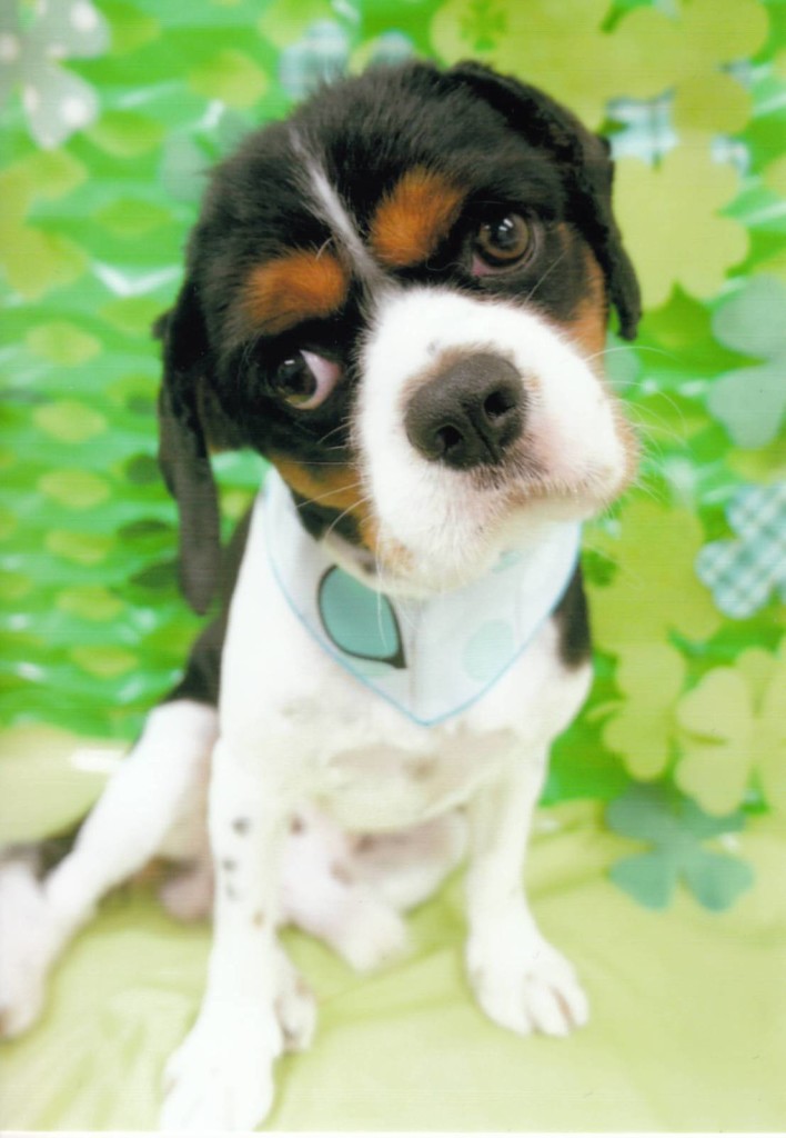 犬, Dog, トライカラー, Tricolor, キャバリア, Cavalier King Charles Spaniel, ジロ, Jiro,神楽坂ルミエール
