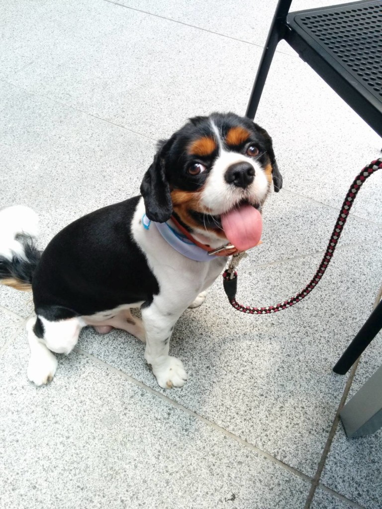 犬, Dog, トライカラー, Tricolor, キャバリア, Cavalier King Charles Spaniel, ジロ, Jiro