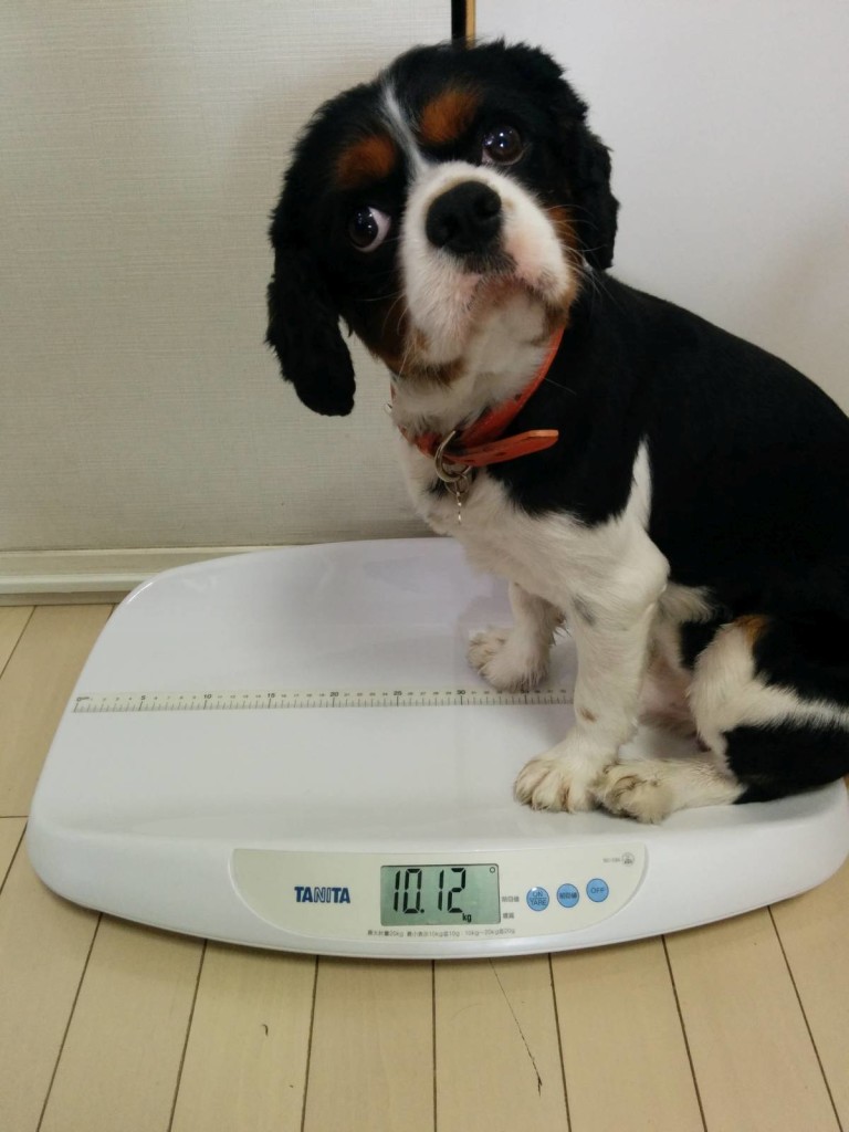 犬, Dog, トライカラー, Tricolor, キャバリア, Cavalier King Charles Spaniel, ジロ, Jiro