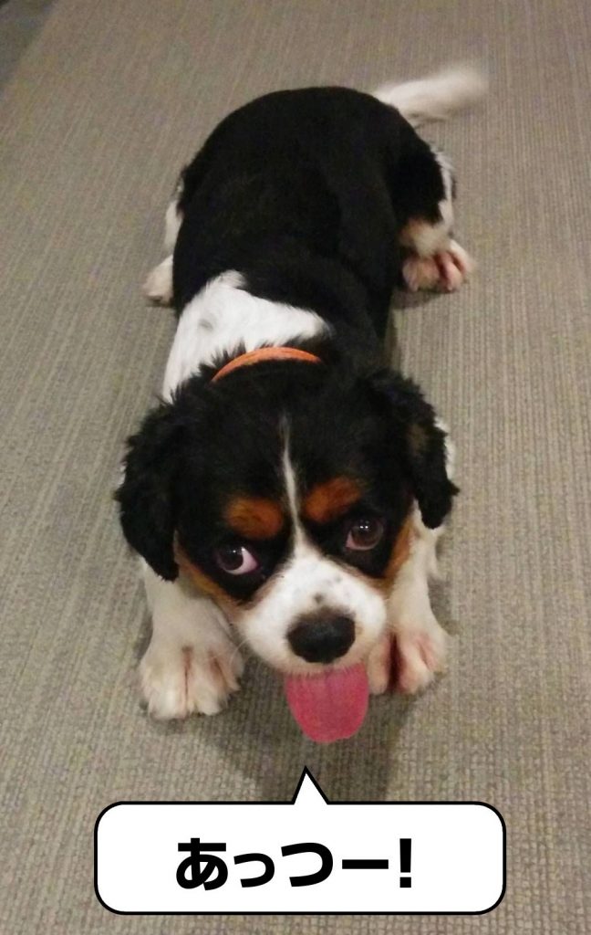犬, Dog, トライカラー, Tricolor, キャバリア, Cavalier King Charles Spaniel, ジロ, Jiro