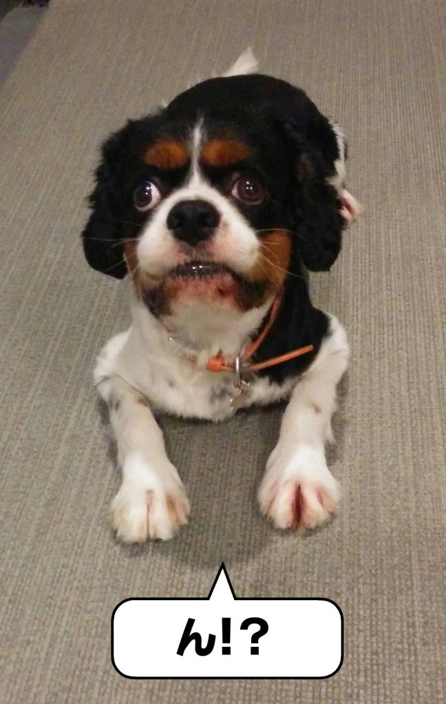 犬, Dog, トライカラー, Tricolor, キャバリア, Cavalier King Charles Spaniel, ジロ, Jiro