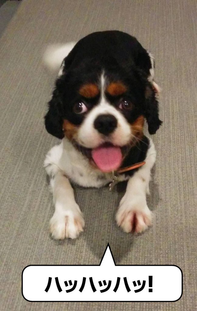 犬, Dog, トライカラー, Tricolor, キャバリア, Cavalier King Charles Spaniel, ジロ, Jiro