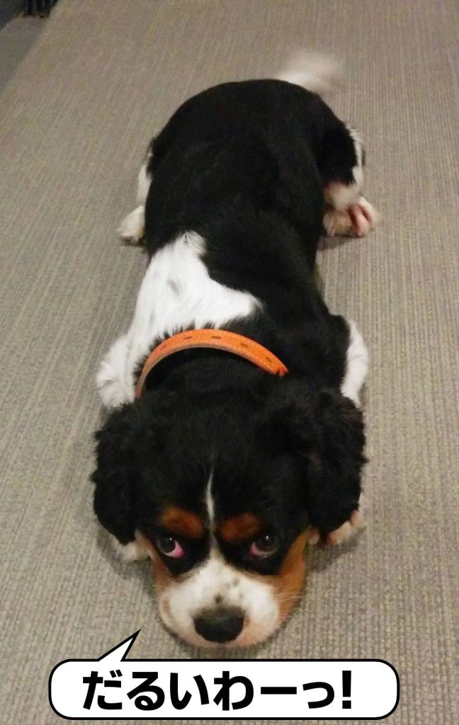 犬, Dog, トライカラー, Tricolor, キャバリア, Cavalier King Charles Spaniel, ジロ, Jiro