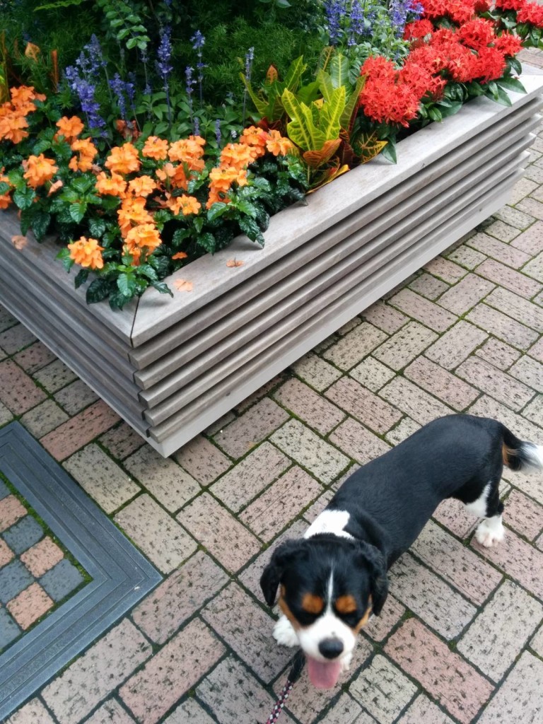 犬, Dog, トライカラー, Tricolor, キャバリア, Cavalier King Charles Spaniel, ジロ, Jiro, アイガーデンエアー, I-GARDEN AIR