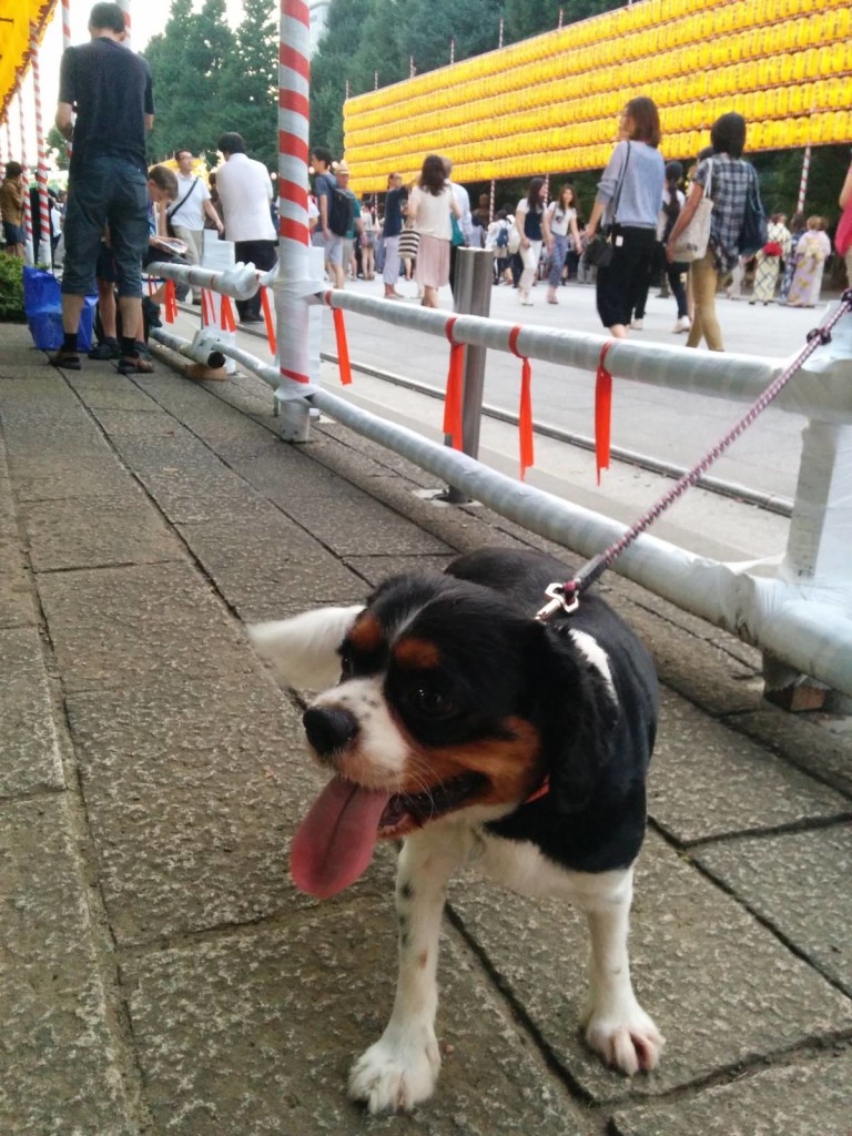 犬, Dog, トライカラー, Tricolor, キャバリア, Cavalier King Charles Spaniel, ジロ, Jiro, 靖国神社, みたままつり 2015年 平成27年, Yasukuni Shrine