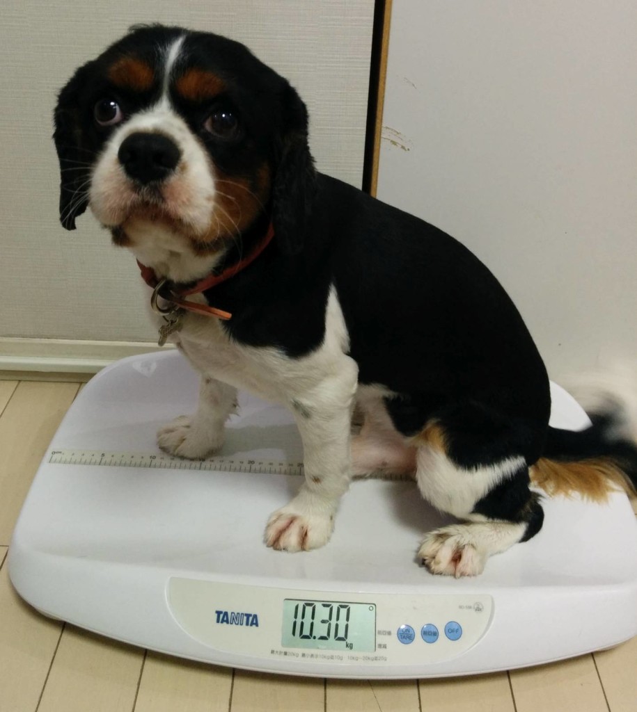 犬, Dog, トライカラー, Tricolor, キャバリア, Cavalier King Charles Spaniel, ジロ, Jiro