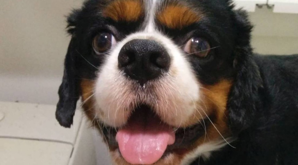 犬, Dog, トライカラー, Tricolor, キャバリア, Cavalier King Charles Spaniel, ジロ, Jiro