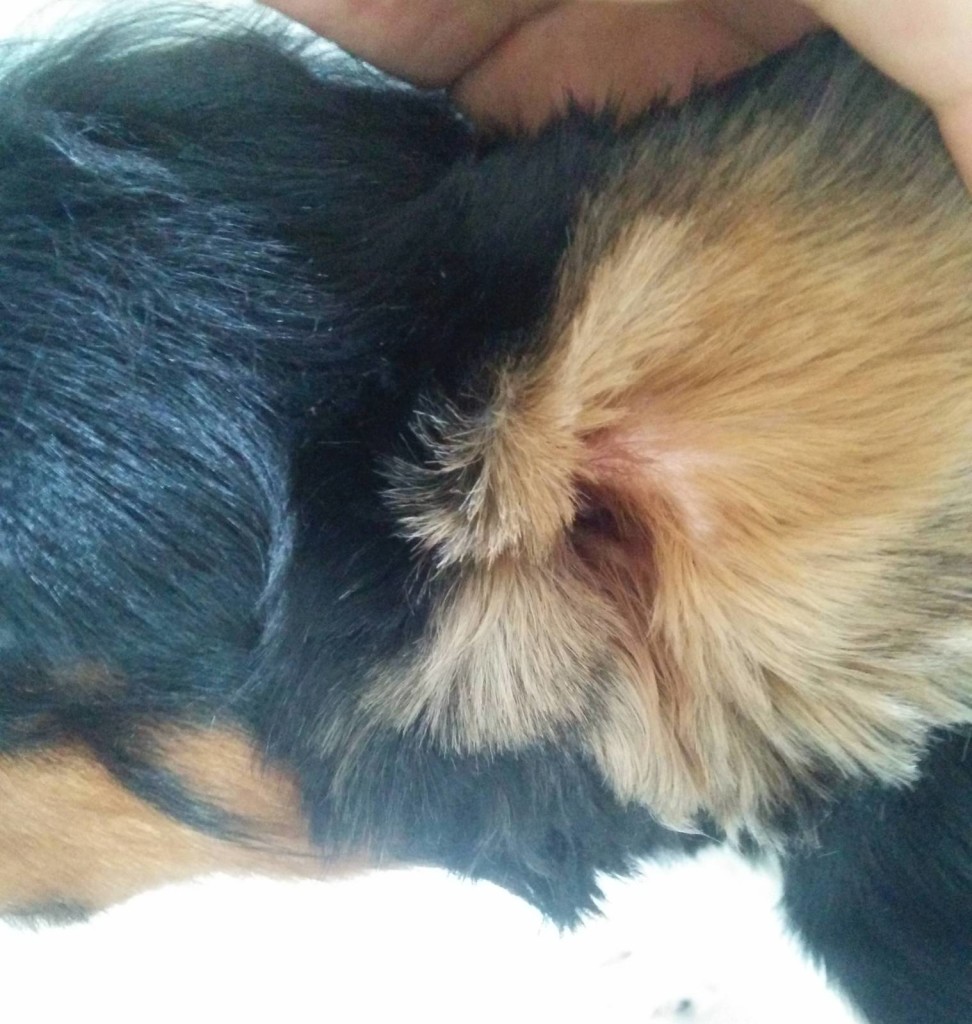 犬, Dog, トライカラー, Tricolor, キャバリア, Cavalier King Charles Spaniel, ジロ, Jiro