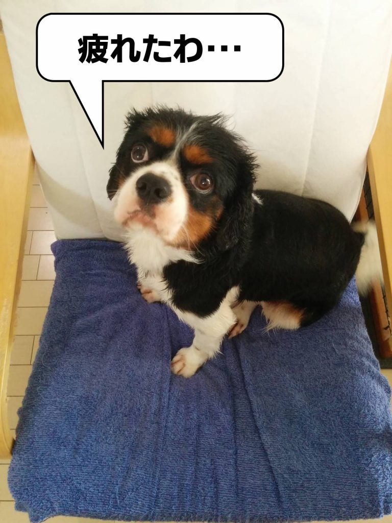 犬, Dog, トライカラー, Tricolor, キャバリア, Cavalier King Charles Spaniel, ジロ, Jiro