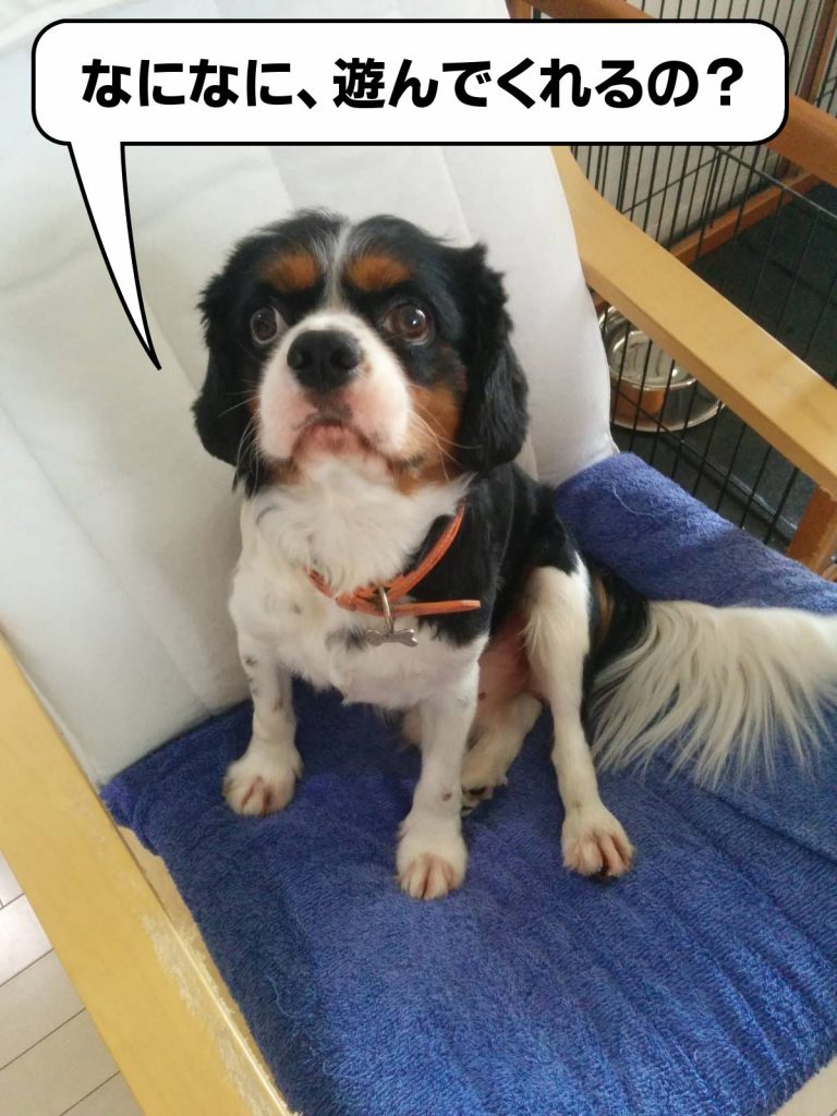 犬, Dog, トライカラー, Tricolor, キャバリア, Cavalier King Charles Spaniel, ジロ, Jiro