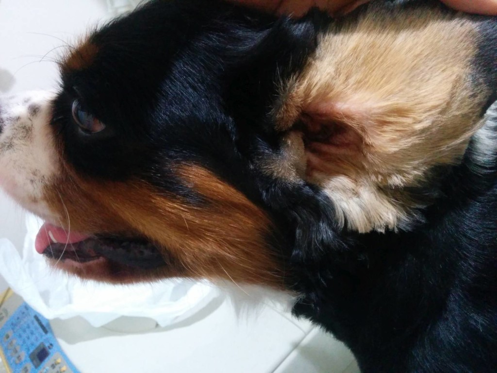 犬, Dog, トライカラー, Tricolor, キャバリア, Cavalier King Charles Spaniel, ジロ, Jiro