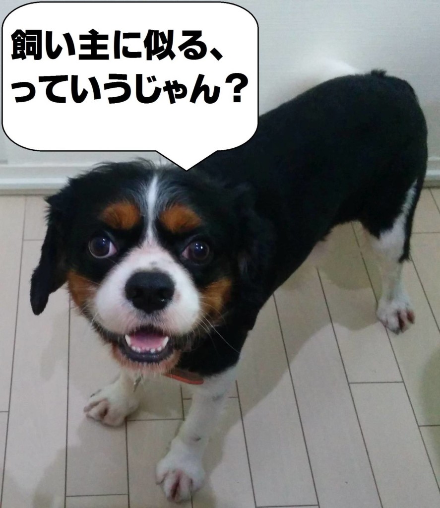 犬, Dog, トライカラー, Tricolor, キャバリア, Cavalier King Charles Spaniel, ジロ, Jiro