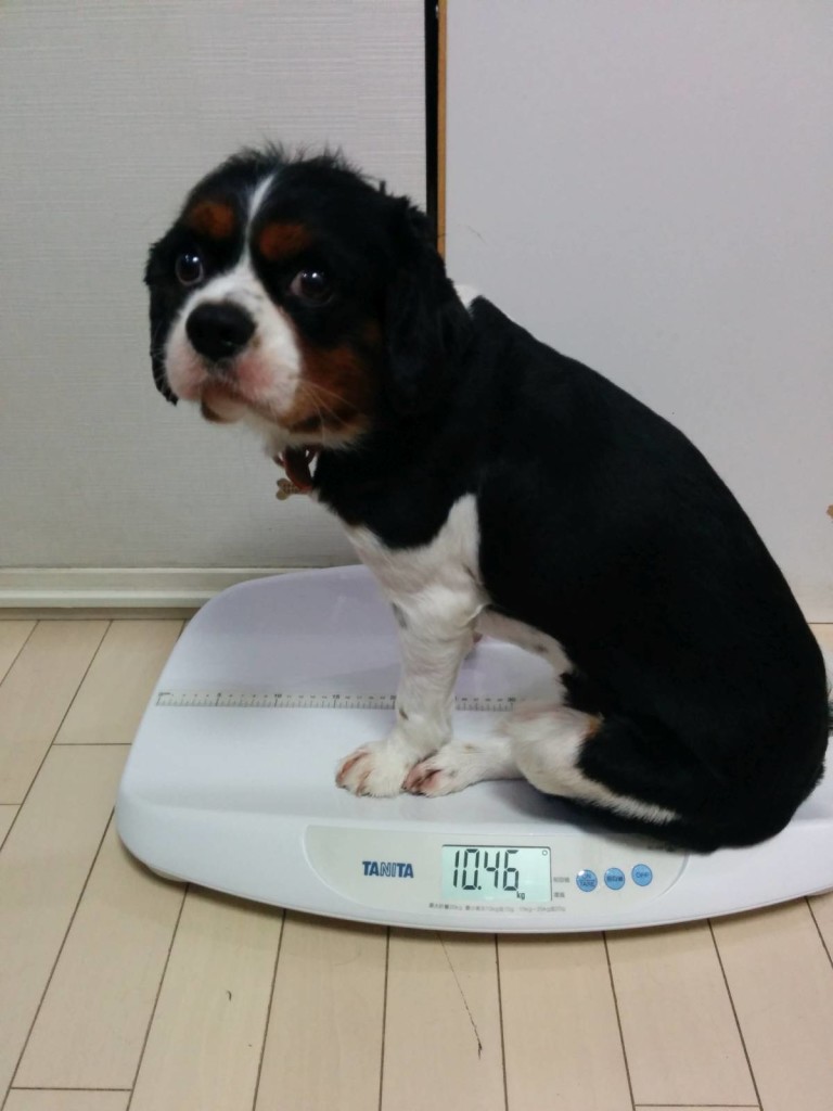 犬, Dog, トライカラー, Tricolor, キャバリア, Cavalier King Charles Spaniel, ジロ, Jiro