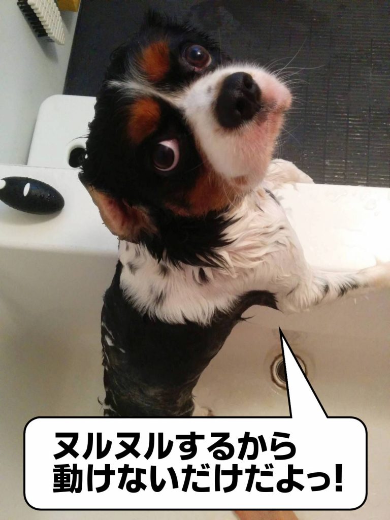 犬, Dog, トライカラー, Tricolor, キャバリア, Cavalier King Charles Spaniel, ジロ, Jiro