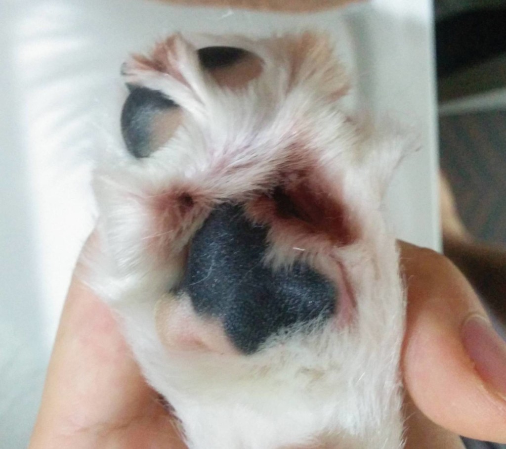 犬, Dog, トライカラー, Tricolor, キャバリア, Cavalier King Charles Spaniel, ジロ, Jiro