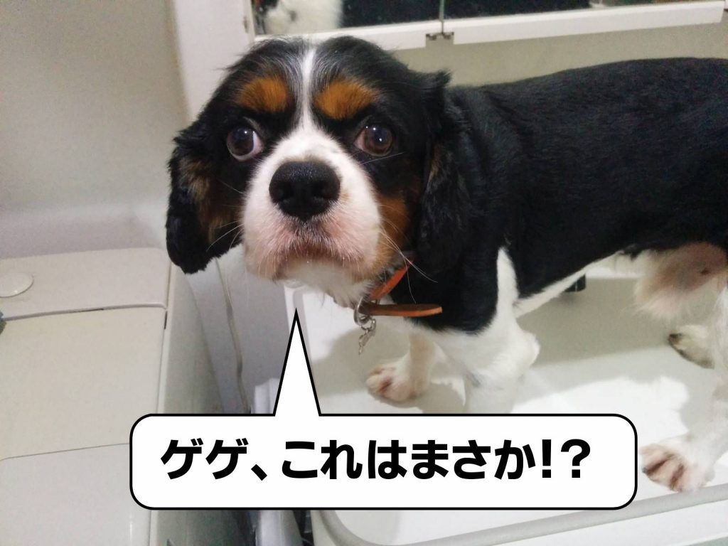 犬, Dog, トライカラー, Tricolor, キャバリア, Cavalier King Charles Spaniel, ジロ, Jiro
