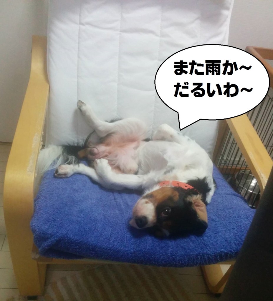 犬, Dog, トライカラー, Tricolor, キャバリア, Cavalier King Charles Spaniel, ジロ, Jiro
