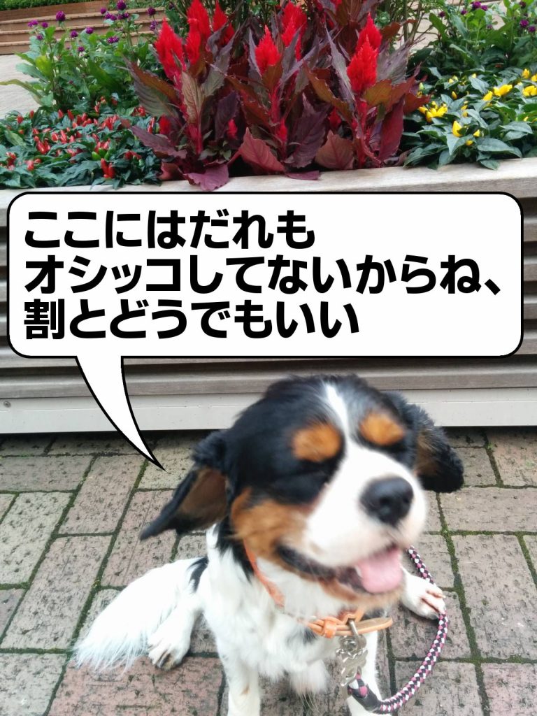 犬, Dog, トライカラー, Tricolor, キャバリア, Cavalier King Charles Spaniel, ジロ, Jiro, アイガーデンエアー, I-GARDEN AIR