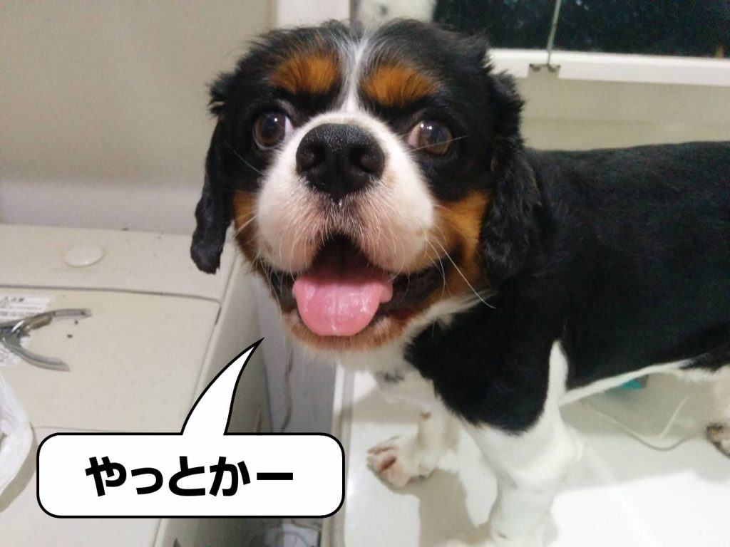 犬, Dog, トライカラー, Tricolor, キャバリア, Cavalier King Charles Spaniel, ジロ, Jiro