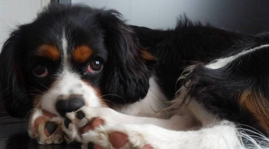 犬, Dog, トライカラー, Tricolor, キャバリア, Cavalier King Charles Spaniel, ジロ, Jiro