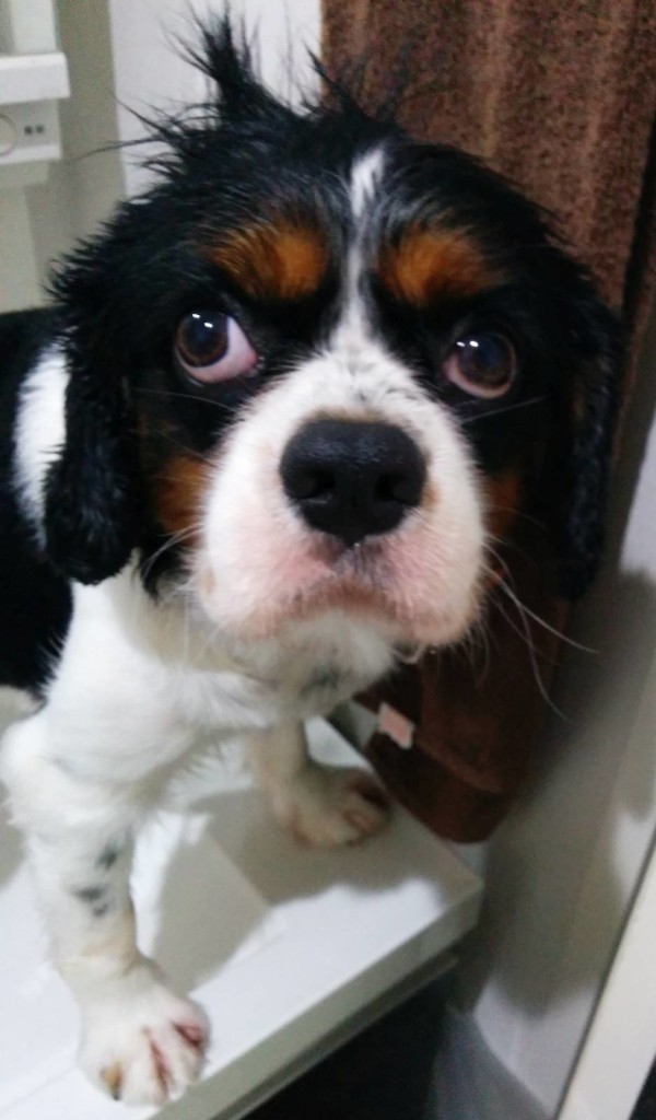 犬, Dog, トライカラー, Tricolor, キャバリア, Cavalier King Charles Spaniel, ジロ, Jiro