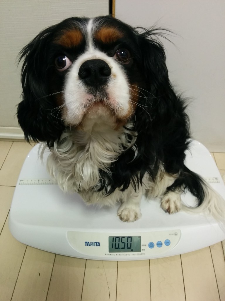 犬, Dog, トライカラー, Tricolor, キャバリア, Cavalier King Charles Spaniel, ジロ, Jiro