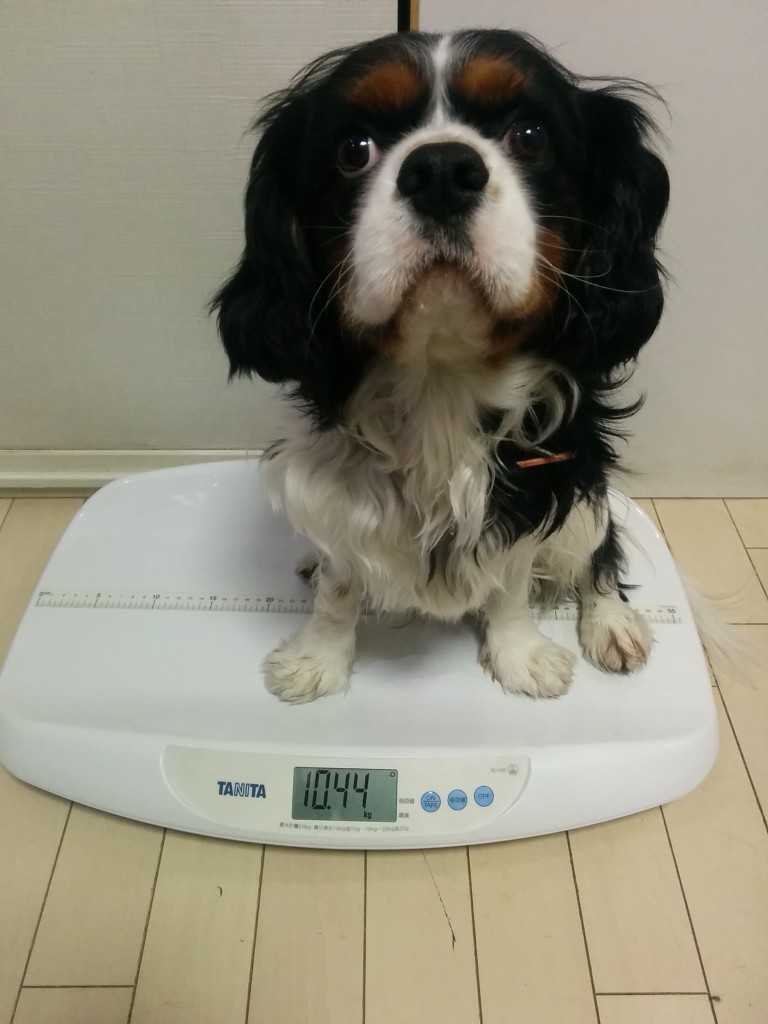 犬, Dog, トライカラー, Tricolor, キャバリア, Cavalier King Charles Spaniel, ジロ, Jiro