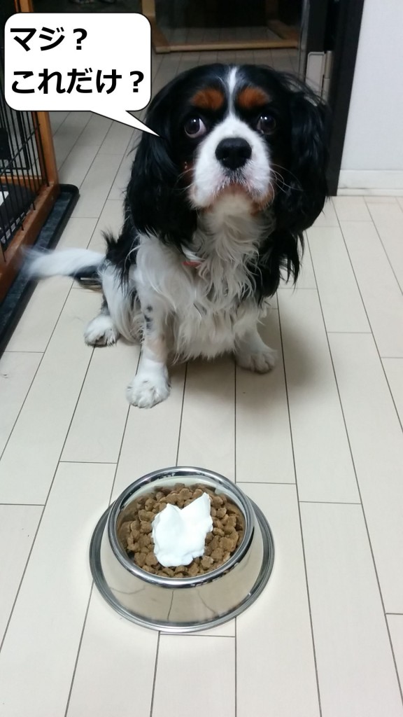 犬, Dog, トライカラー, Tricolor, キャバリア, Cavalier King Charles Spaniel, ジロ, Jiro