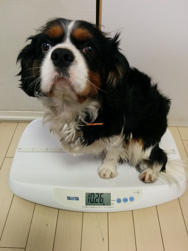 犬, Dog, トライカラー, Tricolor, キャバリア, Cavalier King Charles Spaniel, ジロ, Jiro