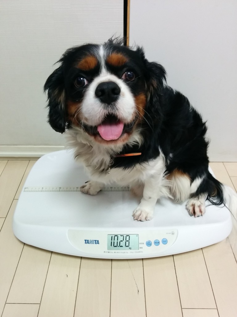 犬, Dog, トライカラー, Tricolor, キャバリア, Cavalier King Charles Spaniel, ジロ, Jiro