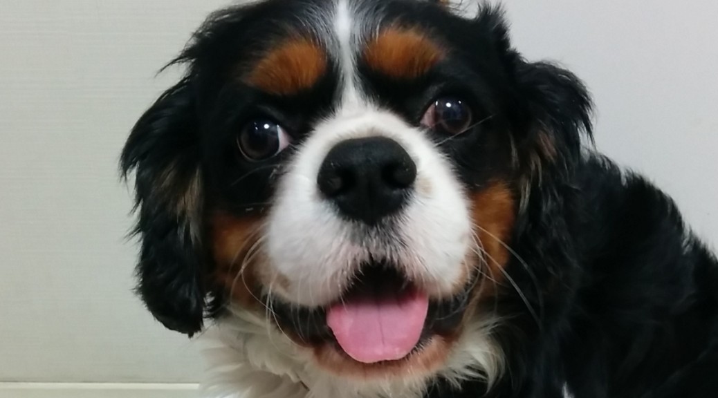 犬, Dog, トライカラー, Tricolor, キャバリア, Cavalier King Charles Spaniel, ジロ, Jiro