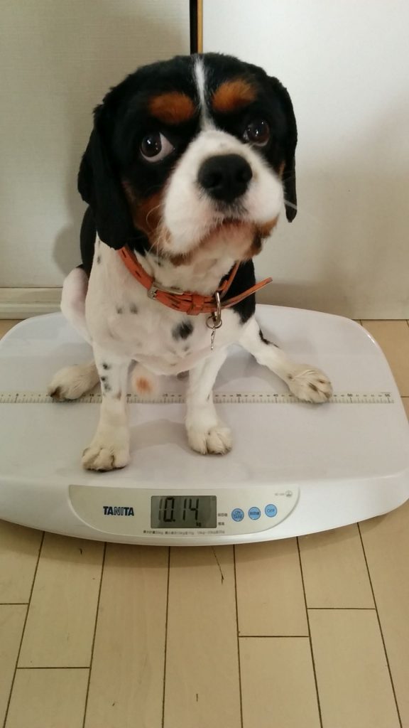 犬, Dog, トライカラー, Tricolor, キャバリア, Cavalier King Charles Spaniel, ジロ, Jiro