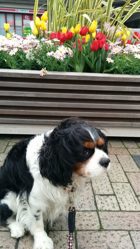 犬, Dog, トライカラー, Tricolor, キャバリア, Cavalier King Charles Spaniel, ジロ, Jiro