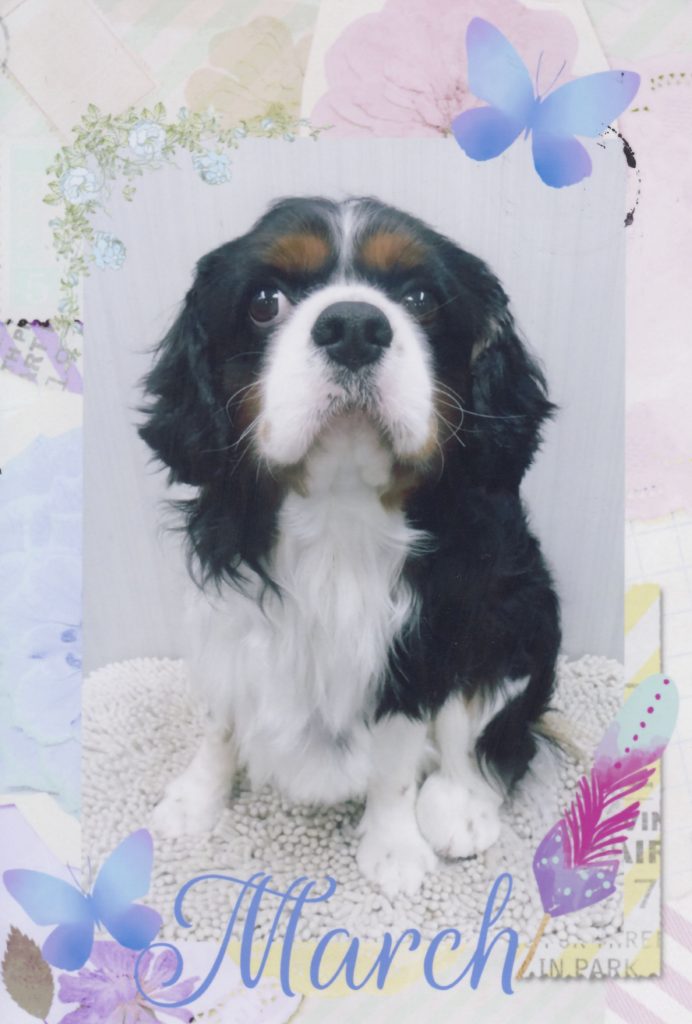 犬, Dog, トライカラー, Tricolor, キャバリア, Cavalier King Charles Spaniel, ジロ, Jiro
